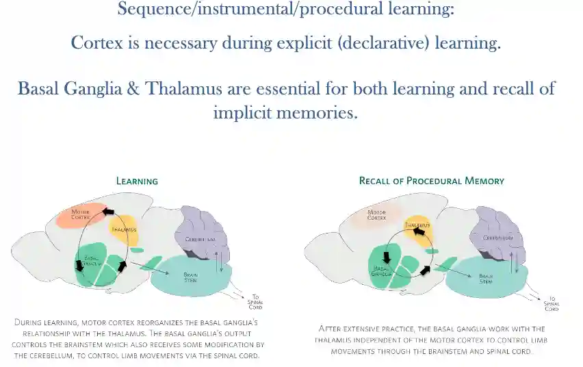 Memory in Human Brain-20250816192549977